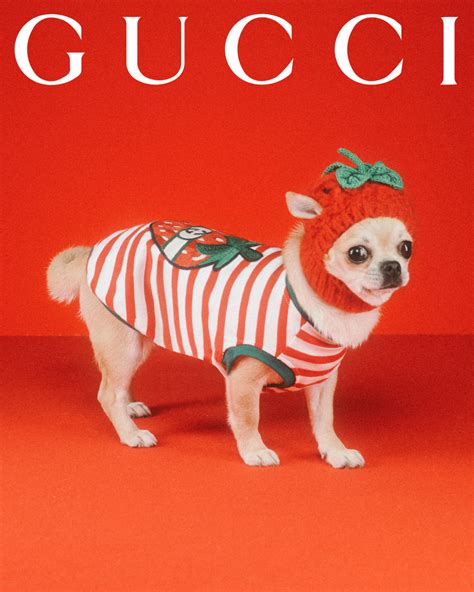 gucci test on animals|is gucci animal friendly.